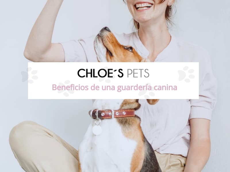 beneficios guarderia canina