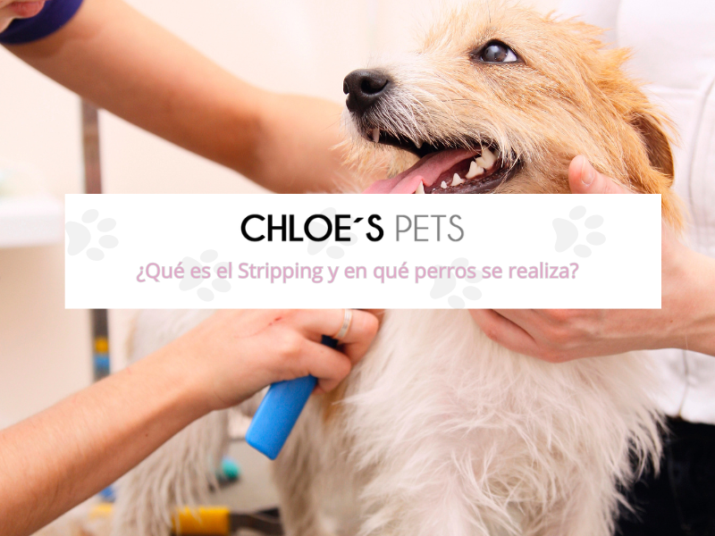 stripping-peluqueria-canina-marbella