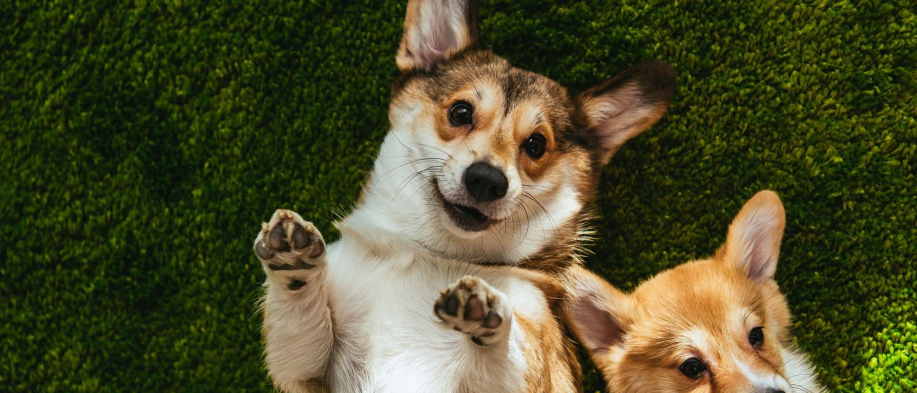 Guardería canina en Marbella