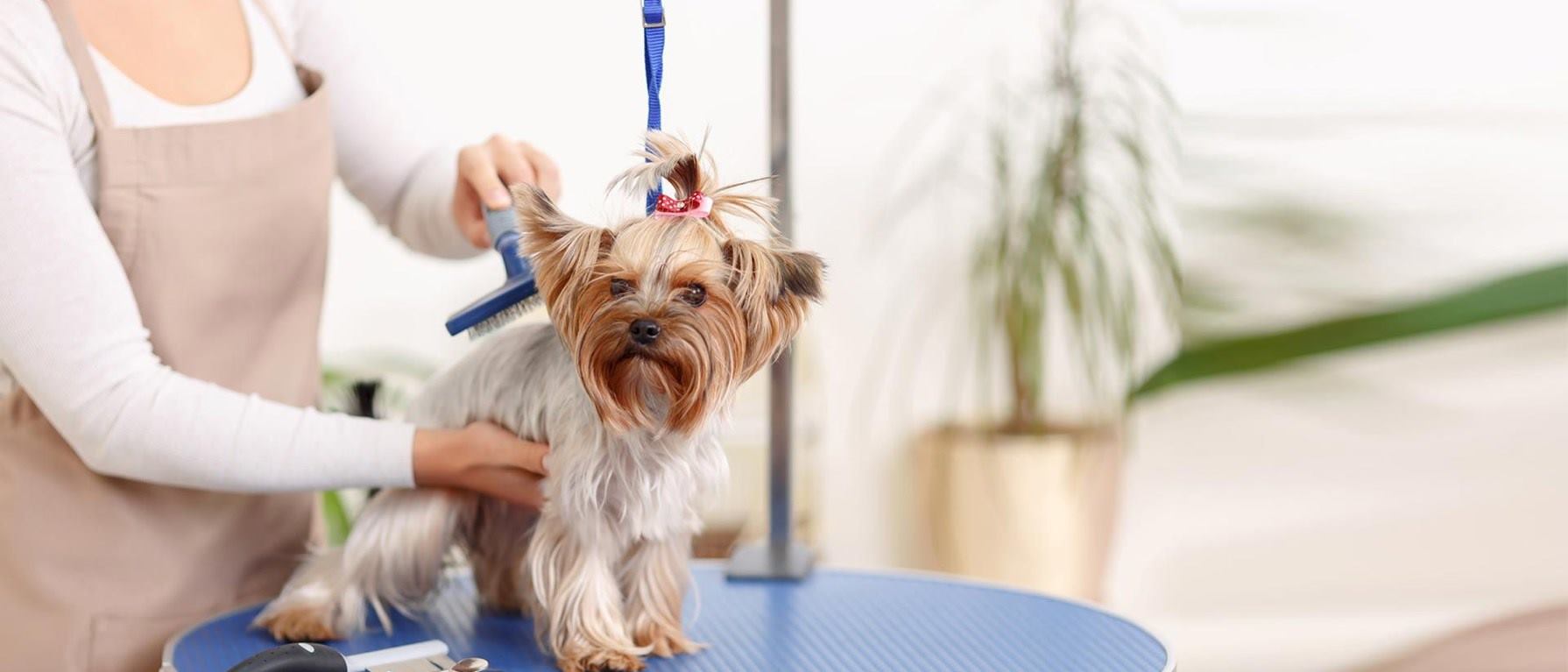 Peluquería canina en Marbella 