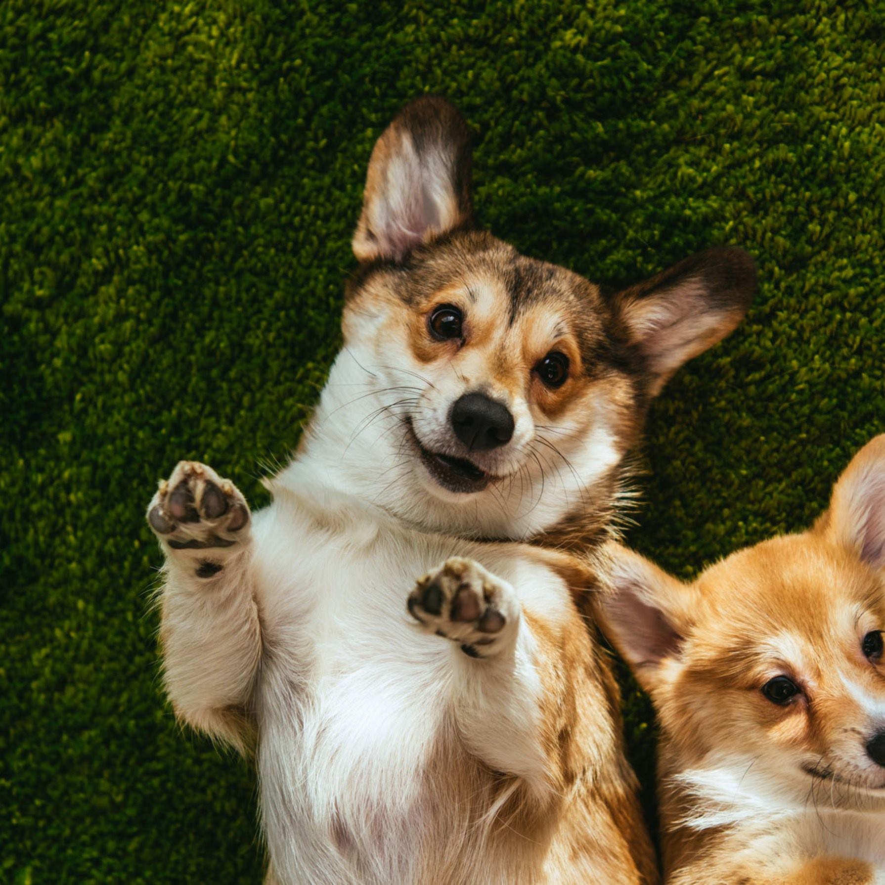 Guardería canina en Marbella