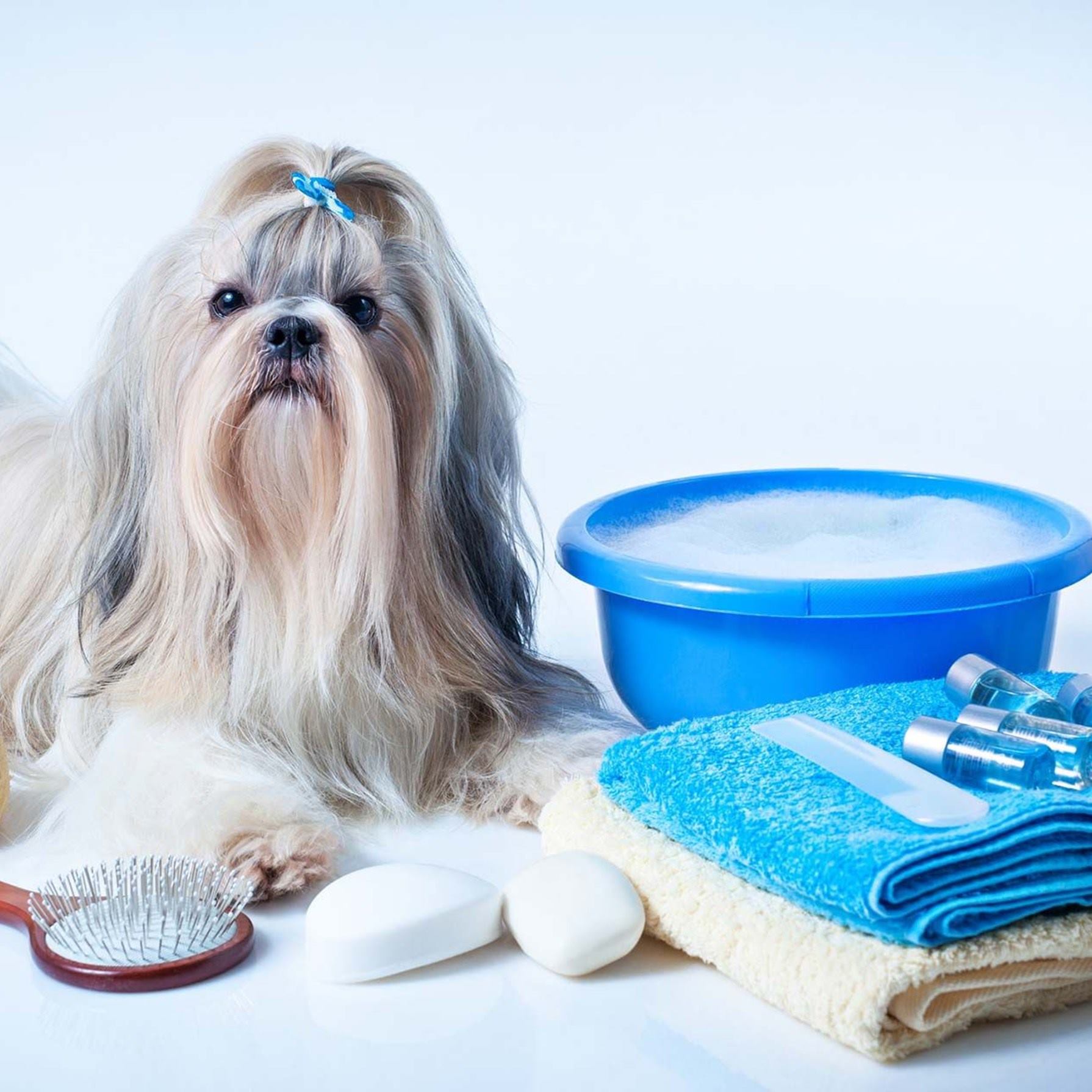 Tienda canina en Marbella