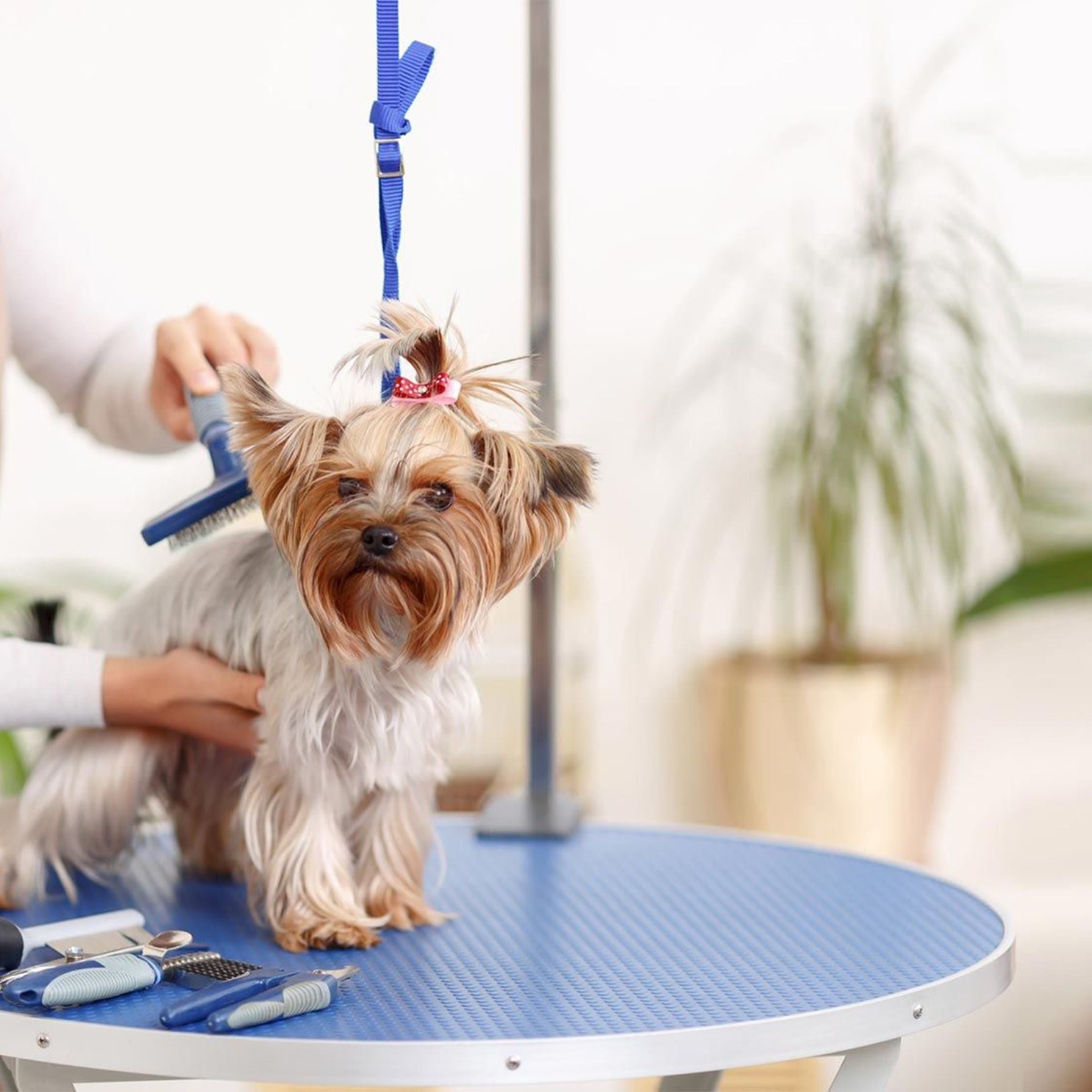 Peluquería canina en Marbella 