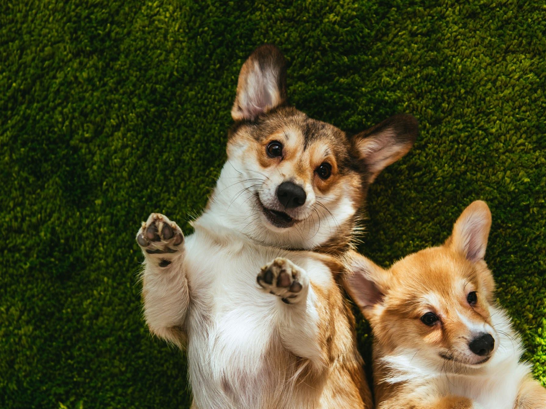 Guardería canina en Marbella