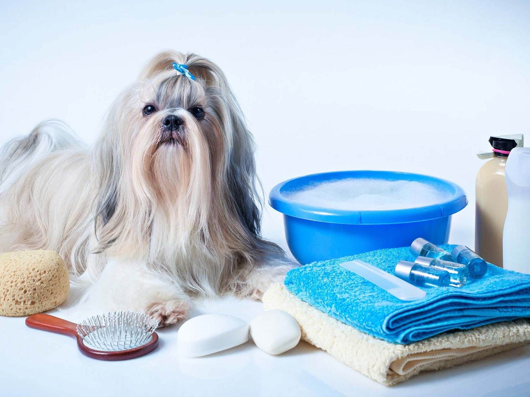 Tienda canina en Marbella