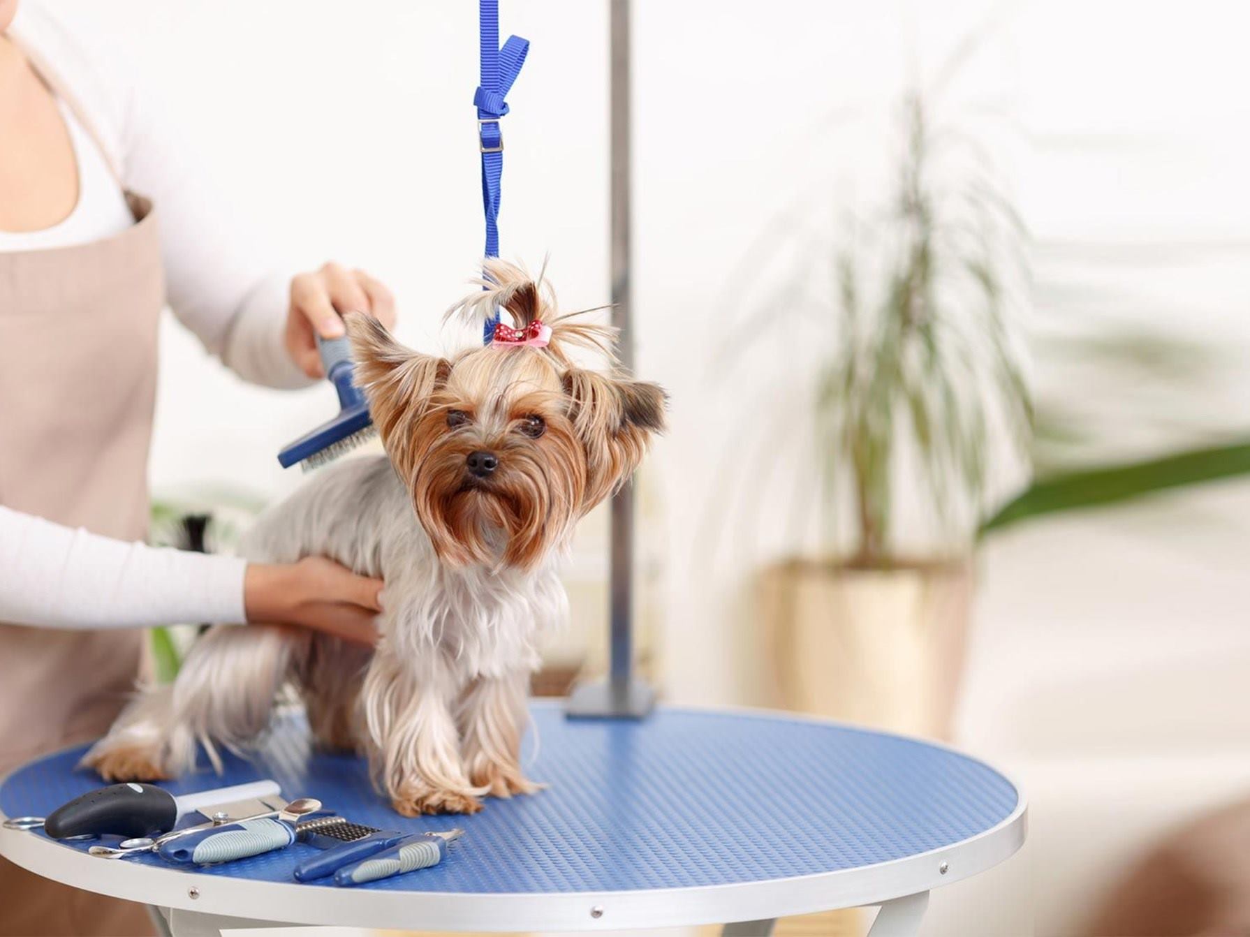 Peluquería canina en Marbella 